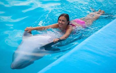 Best Places to Swim with the Dolphins in the Florida Keys