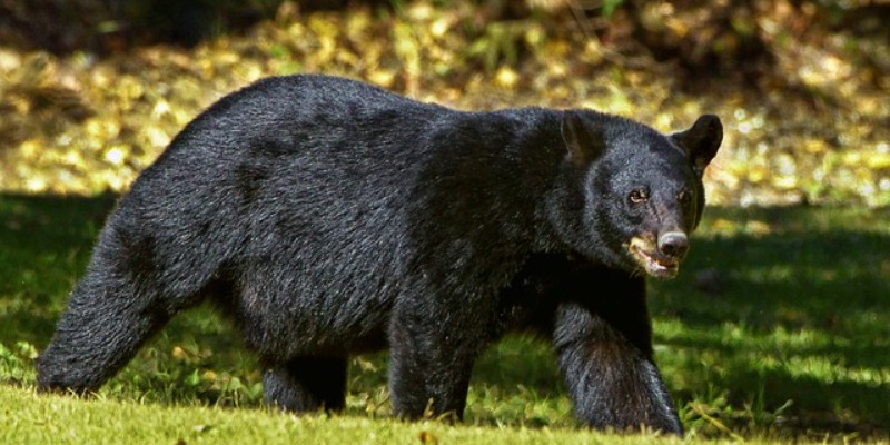 Florida Black Bear