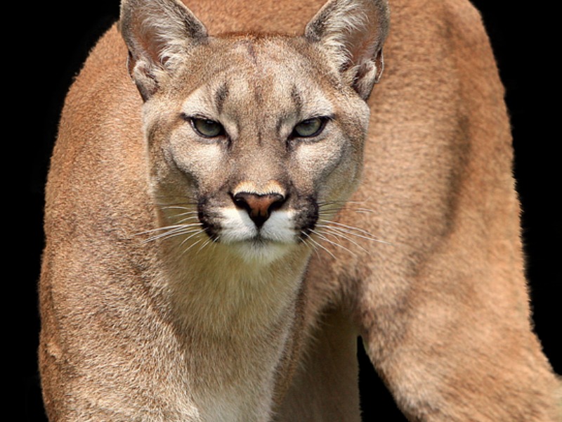 Florida Panther