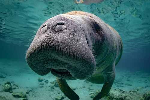 miami Manatees