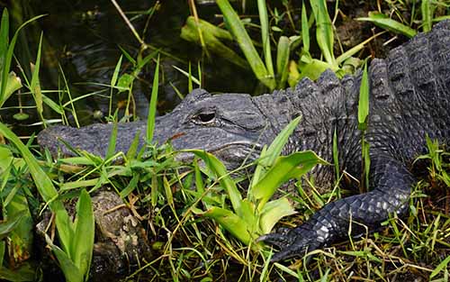 Alligators Miami