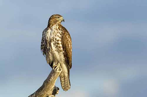 Red-tailed Hawk