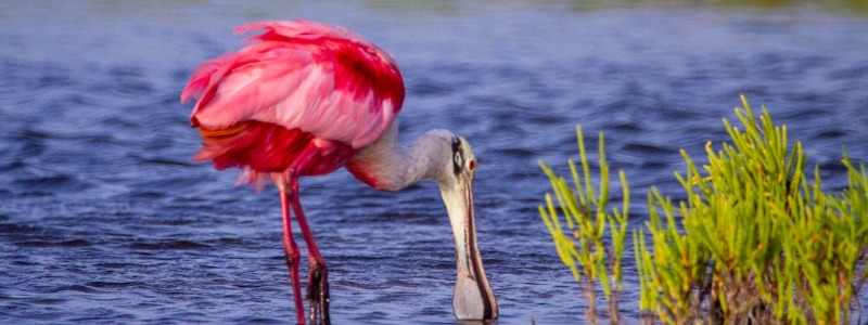 Roseate Spoonbill