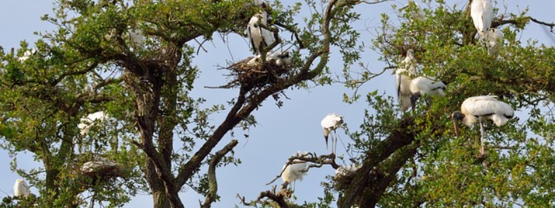 Wood Stork